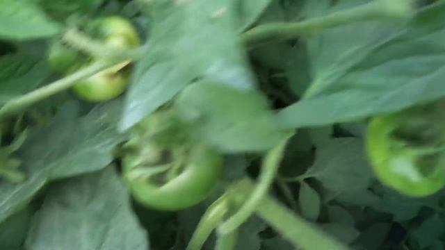 ЧУДО - ТОМАТ МОНГОЛЬСКИЙ КАРЛИК. ПОКА НЕ ЗНАЮ, ЧТО С НИМ ДЕЛАТЬ смотреть онлайн