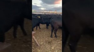 Продажа породы Абердин Ангус телки, нетели, телята, коровы от 30 голов. Продажа КРС по РФ и СНГ