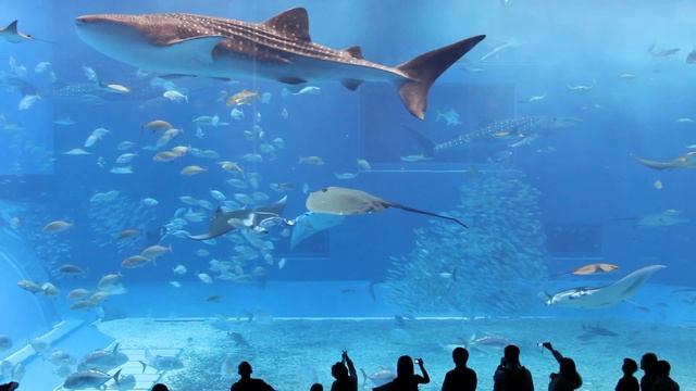 Okinawa Churaumi Aquarium - Kuroshio Sea (Full HD) смотреть онлайн