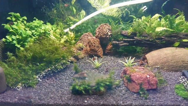 Обзор моих аквариумов дома 01.03.24 #аквариумистика #aquarium #аквариумдома #aquariumhobby