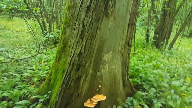 трутовик серно-желтый смотреть онлайн