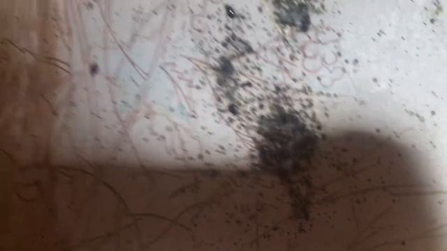 Клоповник в бараке, комната парализованного человека смотреть онлайн