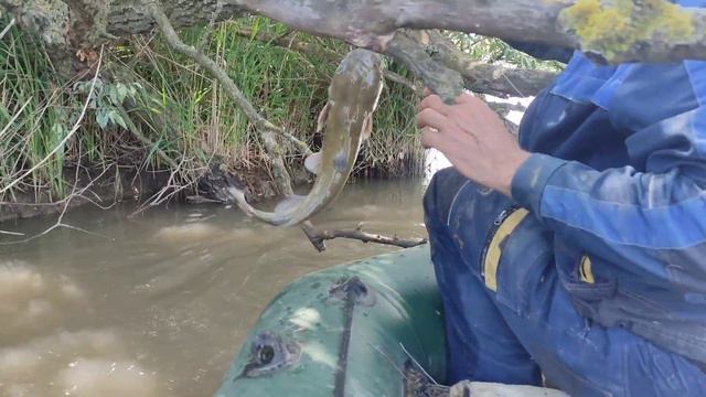 канальный сомик