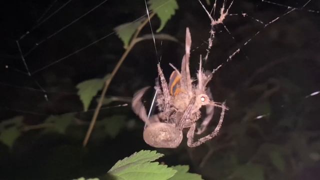 산왕거미 Araneus ventricosus (Orb weaving spider) - IPhone video смотреть онлайн