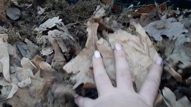 Укрытие крупнолистной гортензии на зиму. Природные материалы для укрытия гортензии ??? смотреть онлайн