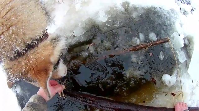 Рыбалка в Коми. Закрываю зимний сезон2019-2020. ловли налима витилями. смотреть онлайн