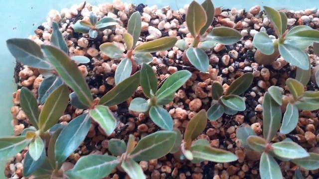 #5 Посев и всходы двухгодовалых семян Адениума от 01./12./23. Пятое видео. Нам сегодня 33 дня. смотреть онлайн