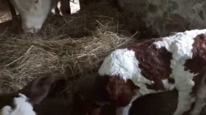 РАЦИОН КОРМЛЕНИЯ двухнедельных телят