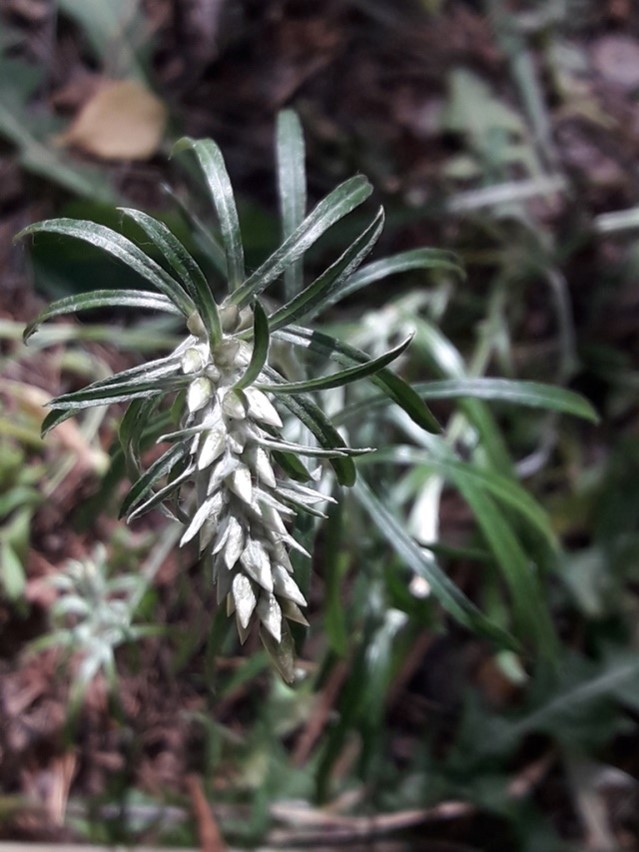 83. Сушеница лесная - Omalotheca sylvatica смотреть онлайн