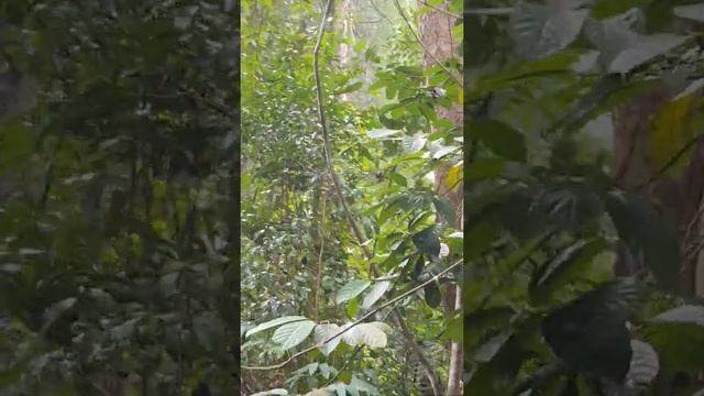 Джунгли Порт-Диксона, Малайзия или Мне кажется, они нас сожрут ? смотреть онлайн