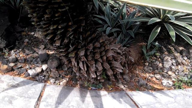 Agave Plant beautiful смотреть онлайн