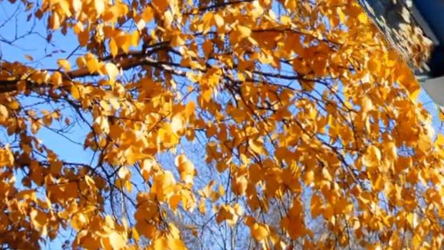 Листья жёлтые, скажите, что вам снится... смотреть онлайн