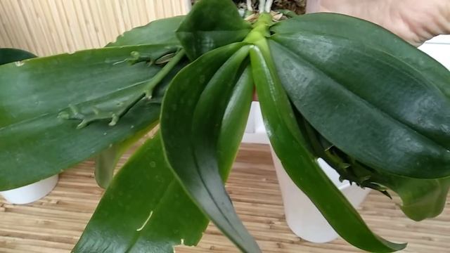 ОТ ФИТОСПОРИНА орхидеи ТРОНУТСЯ В РОСТ! это ПРОФИЛАКТИКА орхидеи! МИКРОФЛОРА орхидеи! ЭФФЕКТИВНОСТЬ смотреть онлайн