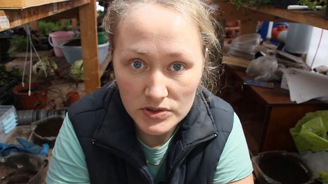 Дельфиниум Дельфина, Пеларгония Пинто Премиум F1 и Кампанула. Сеем семенами в феврале. смотреть онлайн