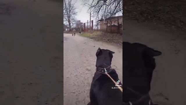 прогулка Кане Корсо смотреть онлайн