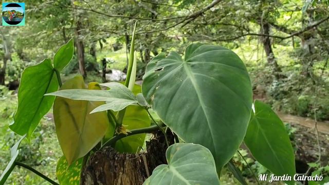 Vámonos!!...Haber que encontramos en la quebrada 😁!! #Naturaleza #arroyos #plantasensuhabitad смотреть онлайн