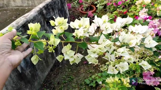 OSMOCOTE vs YARA MILA ON OUR BOUGAINVILLEA | смотреть онлайн