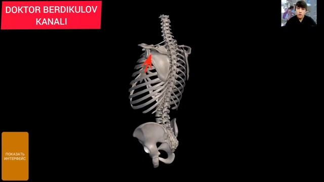SCAPULAE / KURAK SUYAGINI NEGA OG'RIDI / KURAK SUYAGINI ANATOMIYASI / KURAK OG'RISHI/