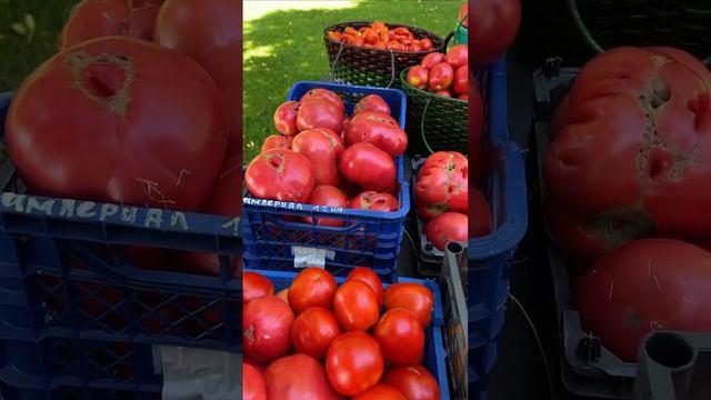 Урожай томатов и некоторые сорта🌷￼ смотреть онлайн