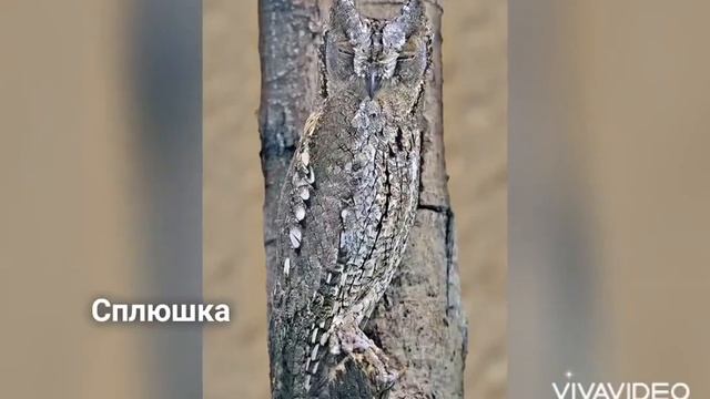 Птицы Красной книги Донецкой Народной Республики ч.2 смотреть онлайн