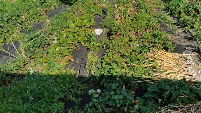 Отличный УРОЖАЙ ЛУКА разных сортов. Обзор овощных грядок на 1 августа #2 смотреть онлайн