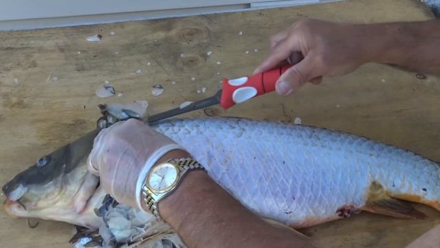 Как быстро почистить карпа от чешуи смотреть онлайн