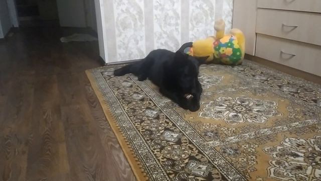 ВЕО черная Восточно Европейская Овчарка 4 смотреть онлайн