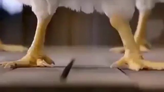 Chicken dance смотреть онлайн