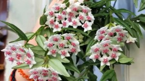 Хойя Белла — уход в домашних условиях