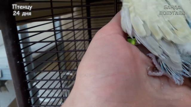 ☕ ? Буду приручать птенца || Птенцу 24 дня II Как назвать? смотреть онлайн
