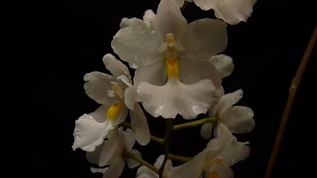 Cuitlauzina pendula смотреть онлайн