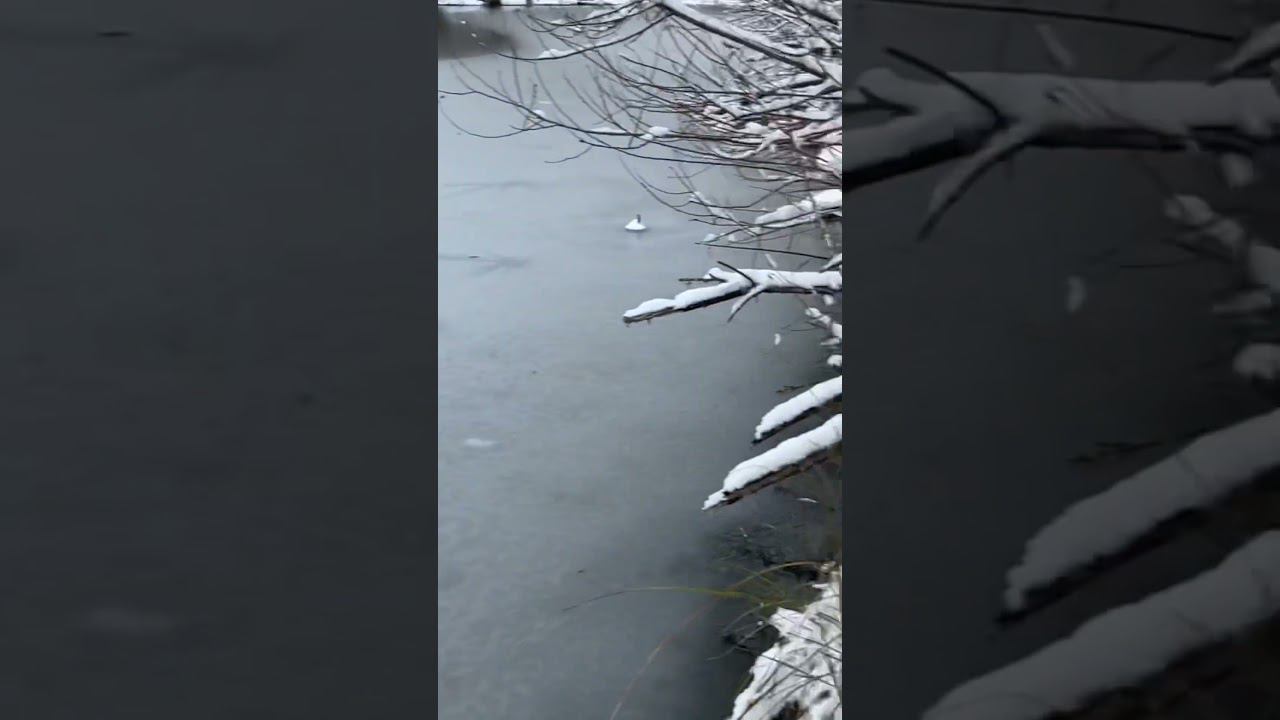 Первый лёд с берега #ротан #первыйлёд2023/24 #рыбалкакстово смотреть онлайн