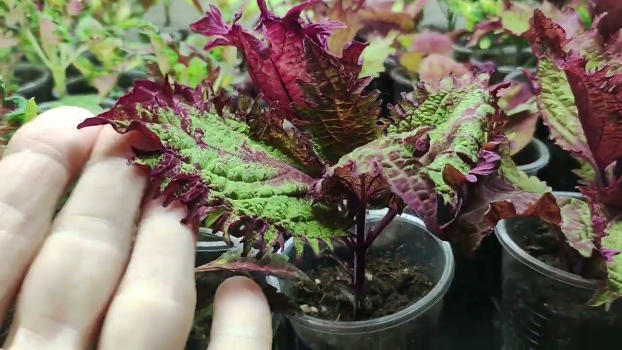 Так я еще никогда не укореняла черенки. Мой новый череночник на 300-400 растений.Эксперимент. смотреть онлайн