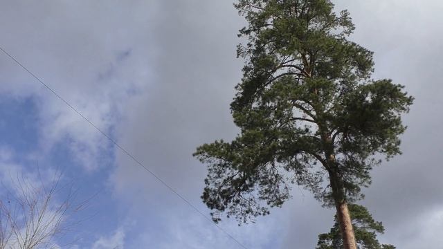 Тестирую новую камеру, показываю полёт и игру голубей!!! Видеокамера Панасоник V 760 . смотреть онлайн