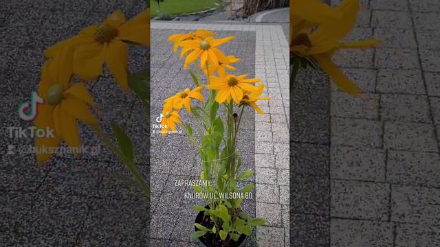 Rudbeckia hirts Sunbeckia Olivia смотреть онлайн