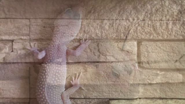 Плюсы и минусы содержания эублефаров. смотреть онлайн