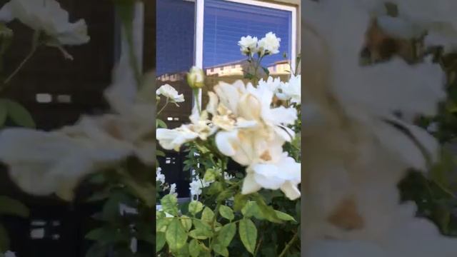 Snowflake Rose