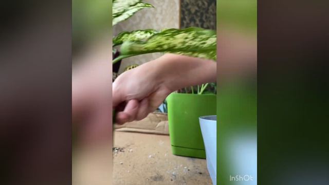 Пересадка растений смотреть онлайн