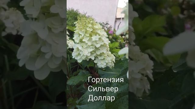 Гортензия Сильвер Доллар смотреть онлайн