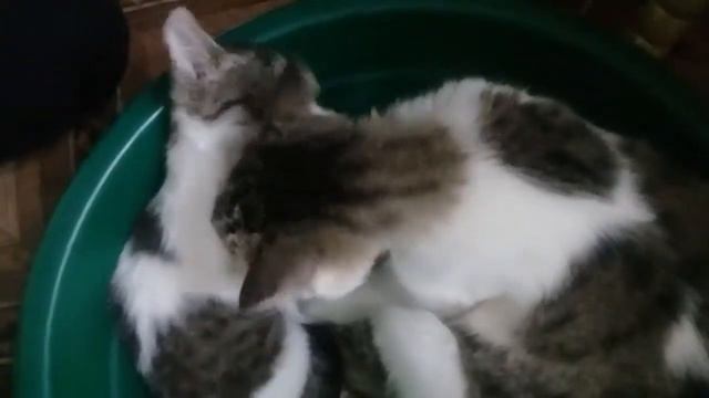 Чистота залог здоровья смотреть онлайн