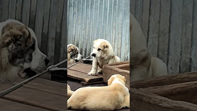 Литера - В. Проданы+79089119788 пит Из Дома Капалак