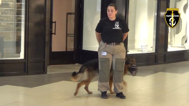 Служебные собаки специального назначения «Подразделение «Д» смотреть онлайн