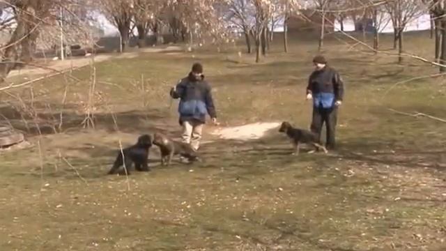 Социализация щенков немецкой овчарки смотреть онлайн