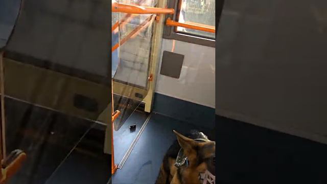 Овчарка в троллейбусе смотреть онлайн