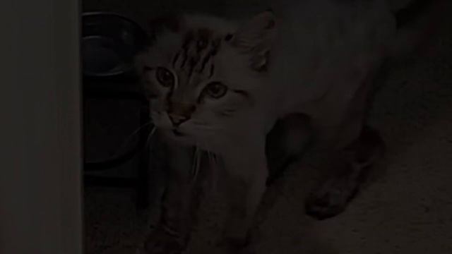 A 10-12-Year-Old Cat Was Rescued From a Difficult Situation смотреть онлайн
