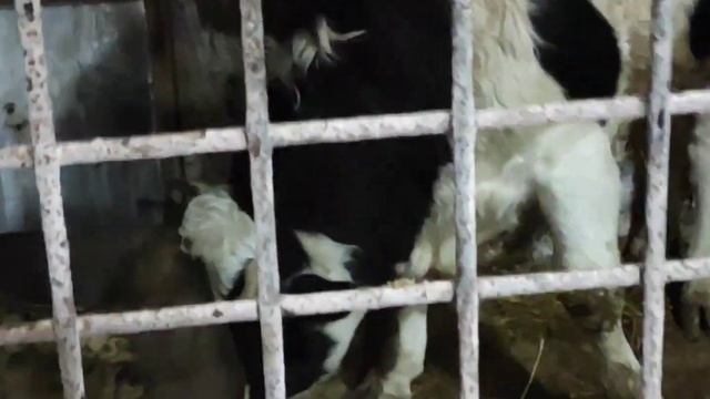 ДИКИЙ КАБАН ПРОИЗВОДИТЕЛЬ РАЗМНОЖЕНИЕ СВИНЕЙ /super good смотреть онлайн