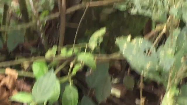 Wild Python Alert!! смотреть онлайн