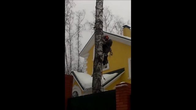 Валка сухой берёзы в М.о., пос. Новое Чулпаново. 2013 г. смотреть онлайн