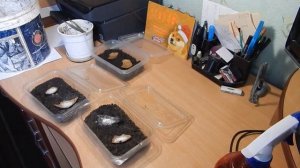 гриндаль. где взять. как развести. как кормить ним рыбок.