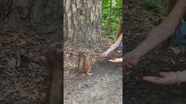 Повелители белок!!! Прыгун прыгуна видит издалека ??? смотреть онлайн